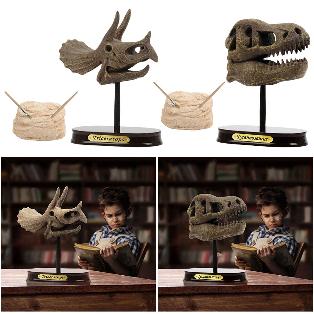 Dinosaur Skull Excavation Toy Tabletop Decor for Collection Decorations Boys Girls