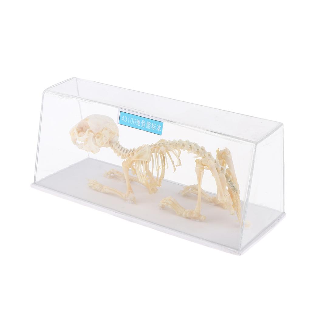 Rabbit Skeleton Specimen Science Biology Nature Educational Tool For Student