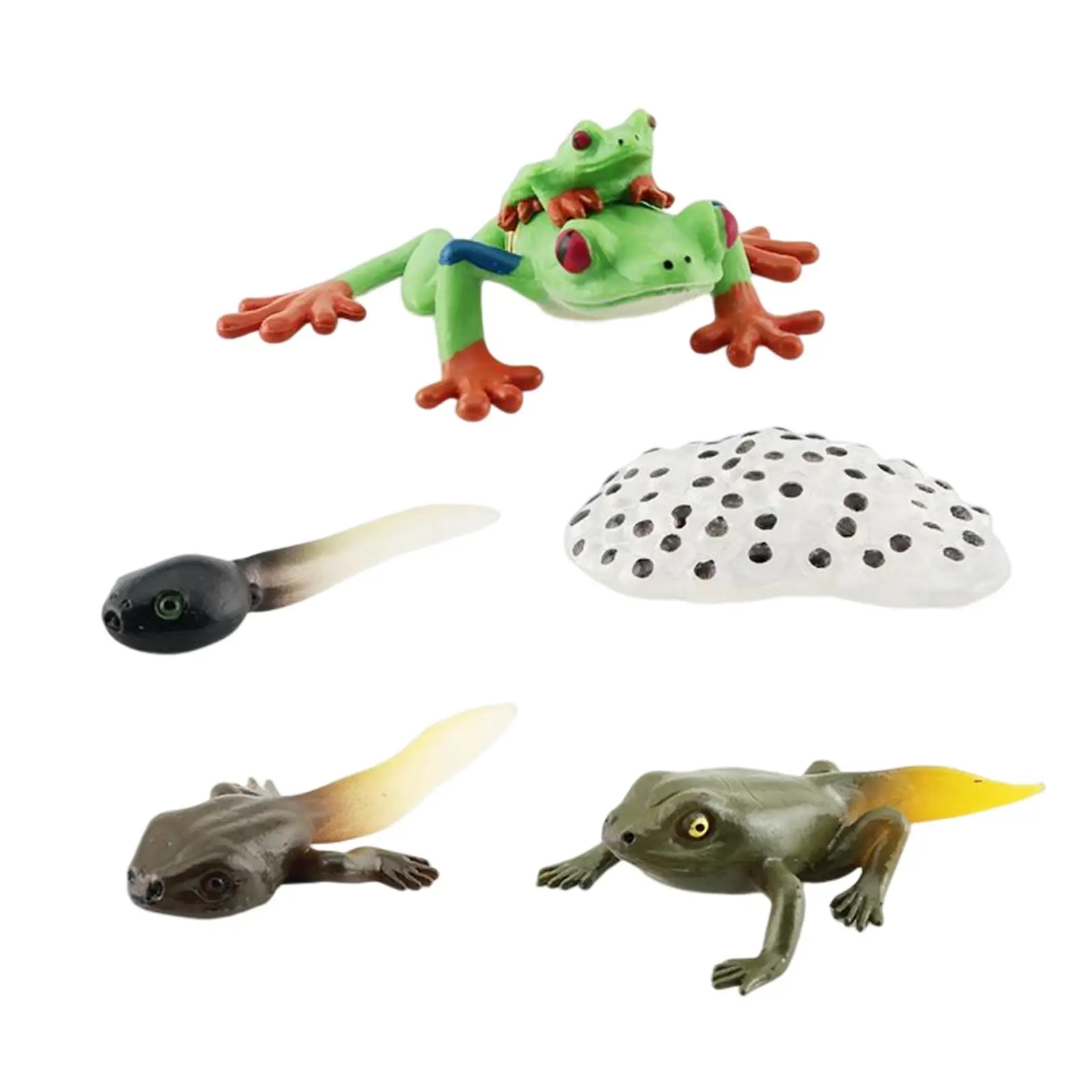 Frogs Life Cycle Model Realistic Animal Figurines for Children Toddlers Kids
