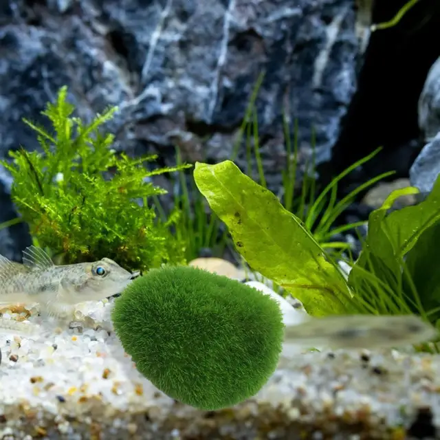 Marimo Moss Balls Live Aquarium Plant Algae Fish Shrimp Tank Ornament  Simulation Green Algae Balls Artificial Plant