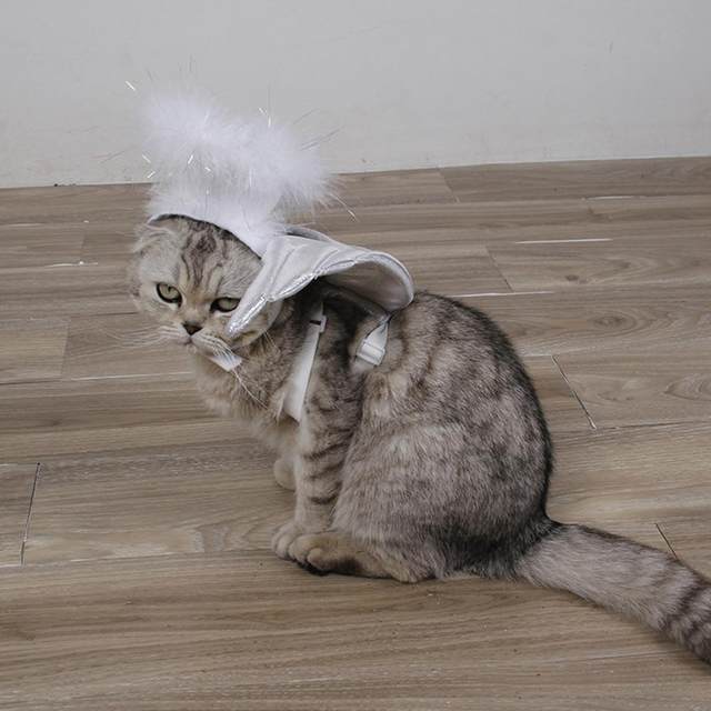 Cat angel costume best sale