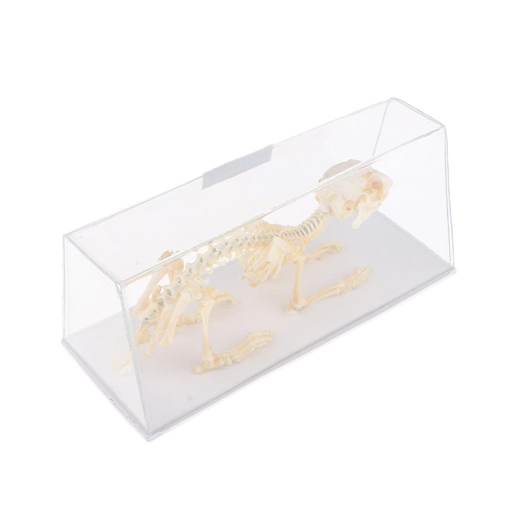 Rabbit Skeleton Specimen Science Biology Nature Educational Tool For Student
