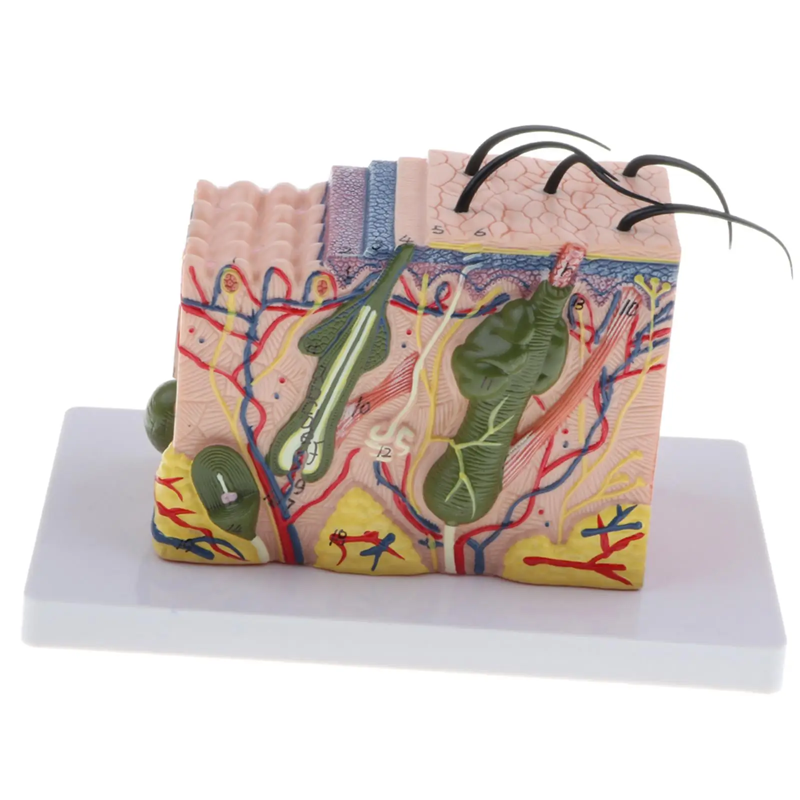 Magnify 35X Human Skin Texture Subcutaneous Tissue Dissection Model Biology Teaching Display