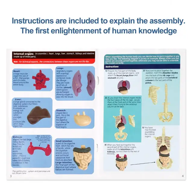 1 Juego de juguetes de estructura corporal para niños, modelo de cuerpo  humano desmontable educativo de Laboratorio de Ciencia de la vida humana,  Explore - AliExpress