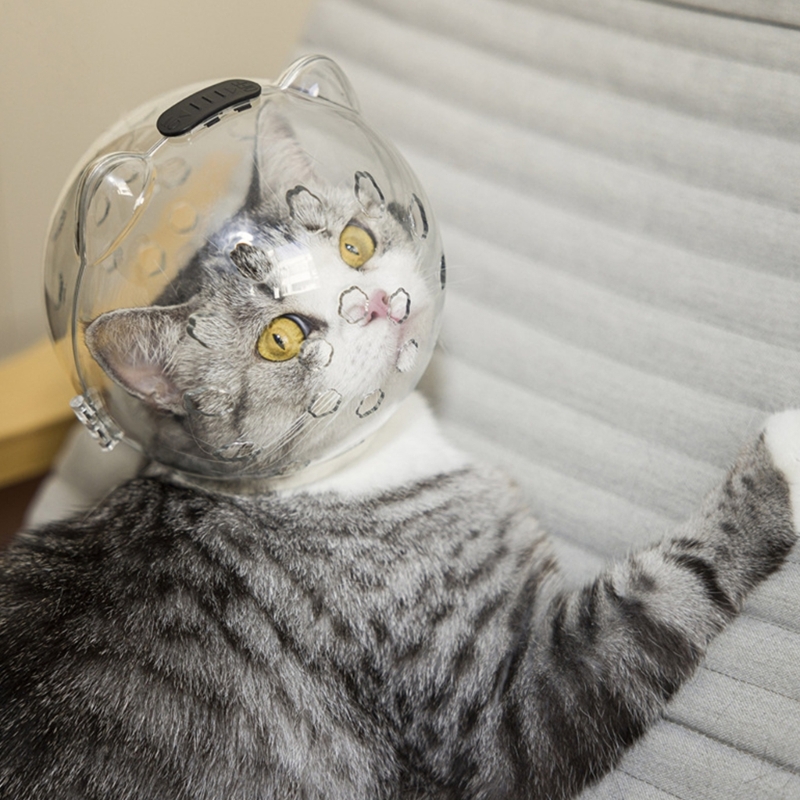 bolsas e gaiolas de transporte para gatos