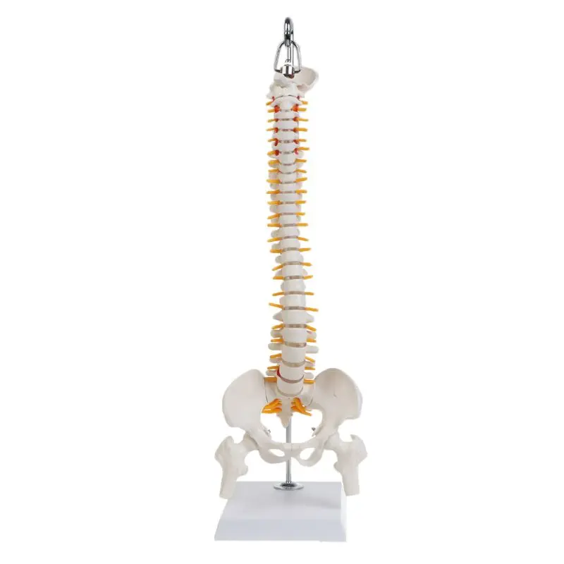 humana flexível da coluna vertebral humana 45cm