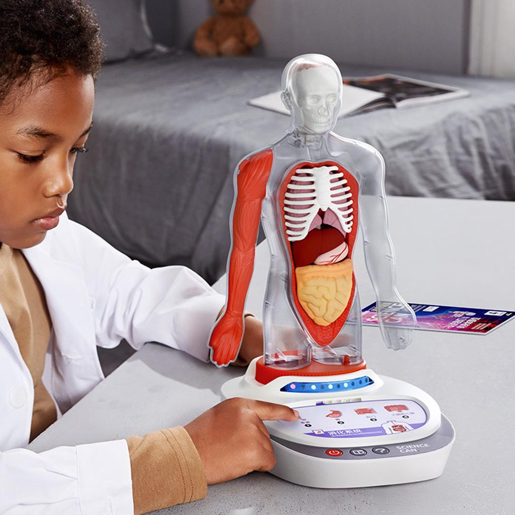 Montessori Human Torso Body Model Toys Educational Realistic Science Ages 8+