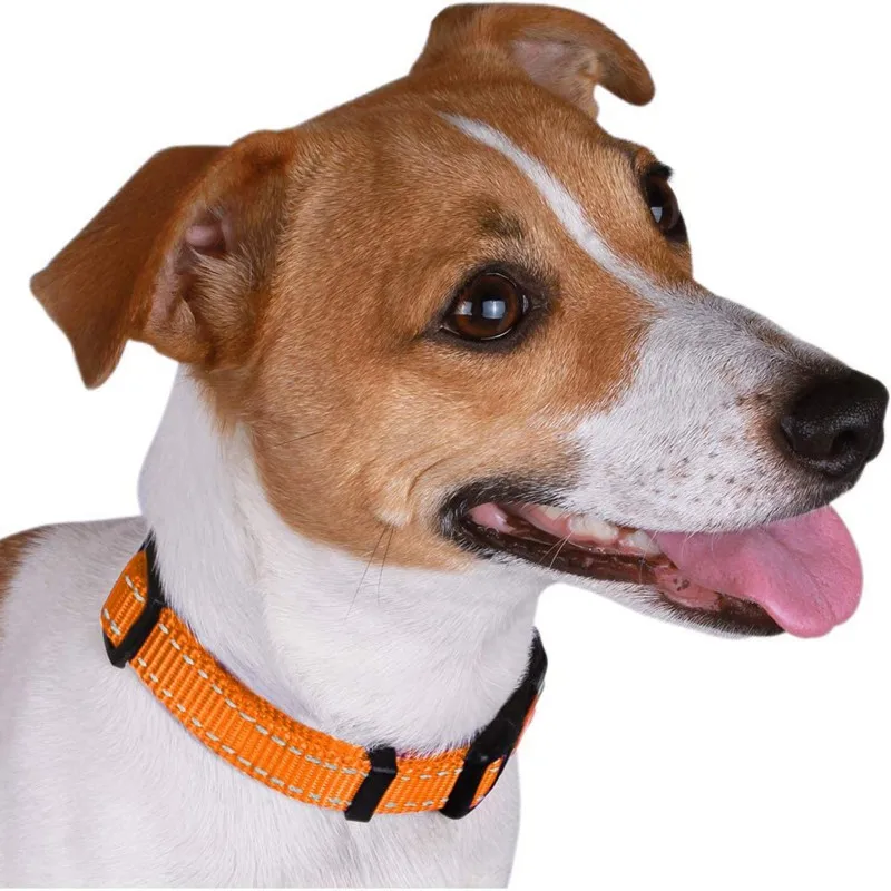 Un perro con expresión feliz. El perro parece ser un Jack Russell Terrier, caracterizado por su pelaje blanco y tostado, orejas erguidas y ojos expresivos. Lleva un collar con un estampado que incluye colores naranja y negro.