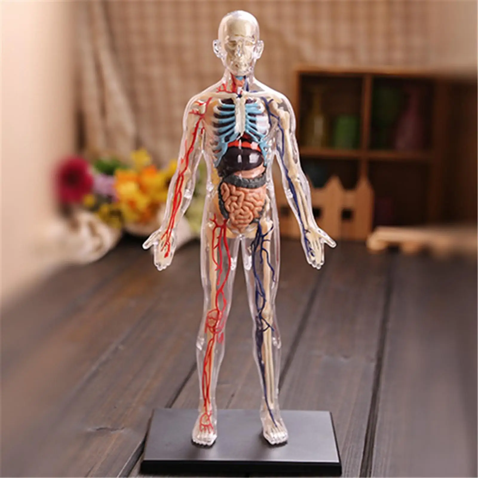 1:6 4D Assembled Human Body Learning Educational Internal Organ