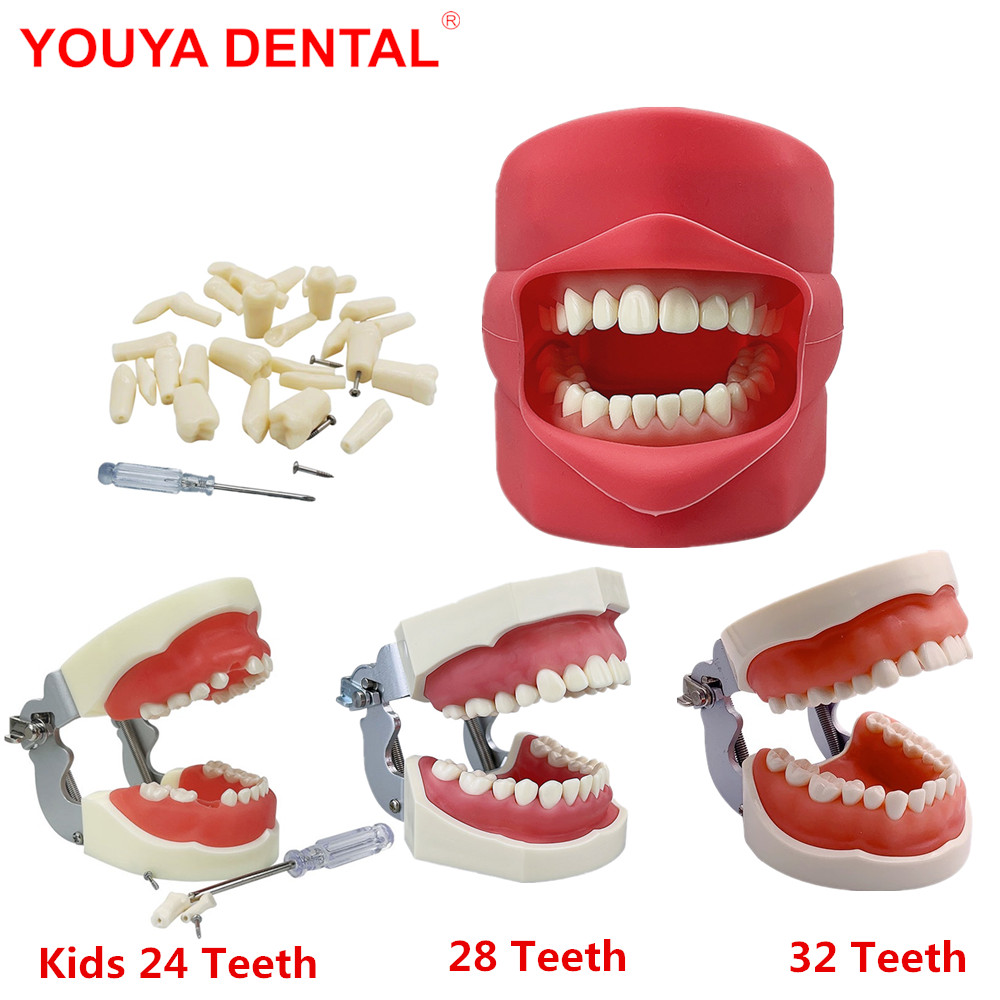 Best of Teeth Model Training Practice Jaw Typodont Dentistry Student Dental Study Teaching Model Standard Model With Removable Tooth Reviews & Tips