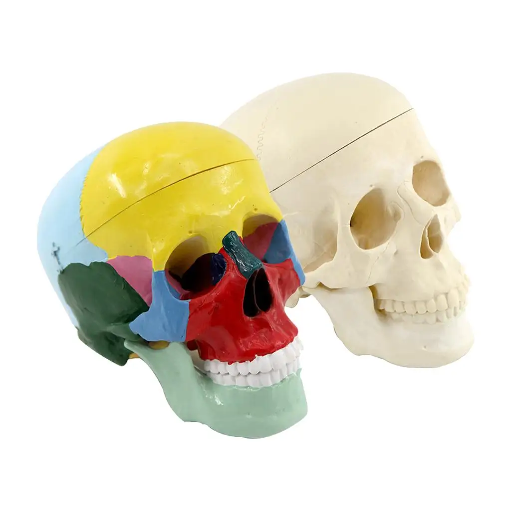  -Size with Brain Removable Skullcap Professional Grade  Skull Model  Education (Life-Size)