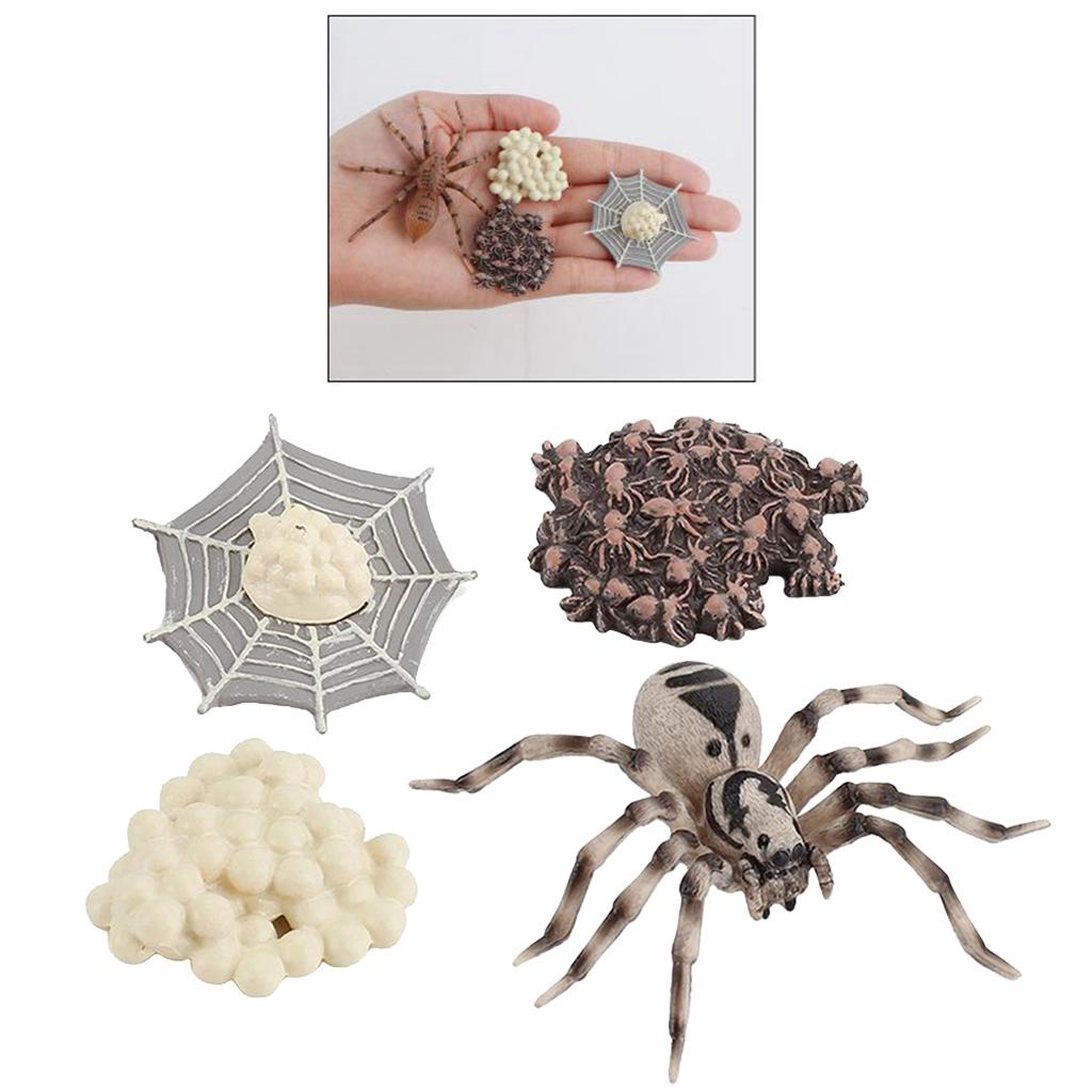 4 Pieces Life Cycle of A Spider, Animal Growth Cycle Includes Egg, Larva,