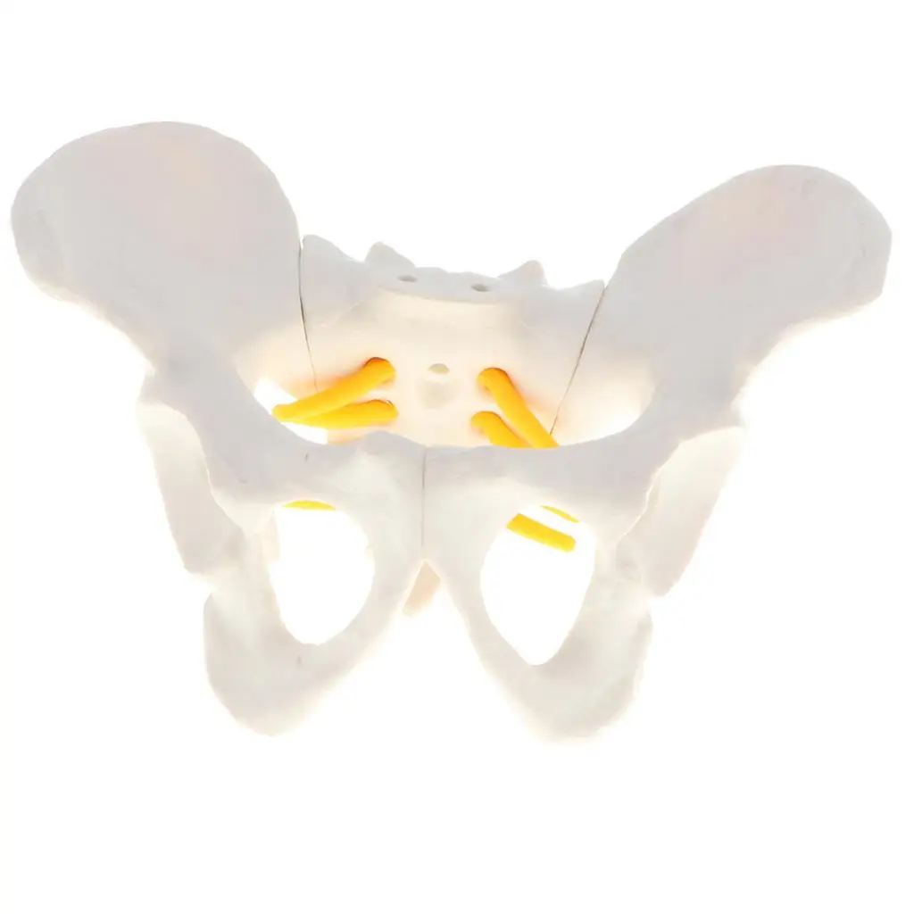  Anatomy Teaching Model - Small Size Female Pelvis Skeleton Model