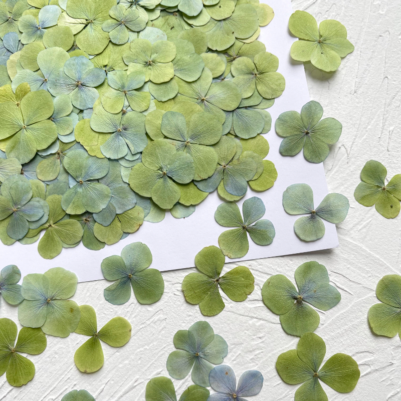 2,5-5cm/24 Stück, Gepresste Herbst-Hortensien Echte Trockenblumenblätter, DIY Weihnachts-Fotorahmen Lesezeichen Schreibtischlampe Tropfengel Handyhülle – Detail 5