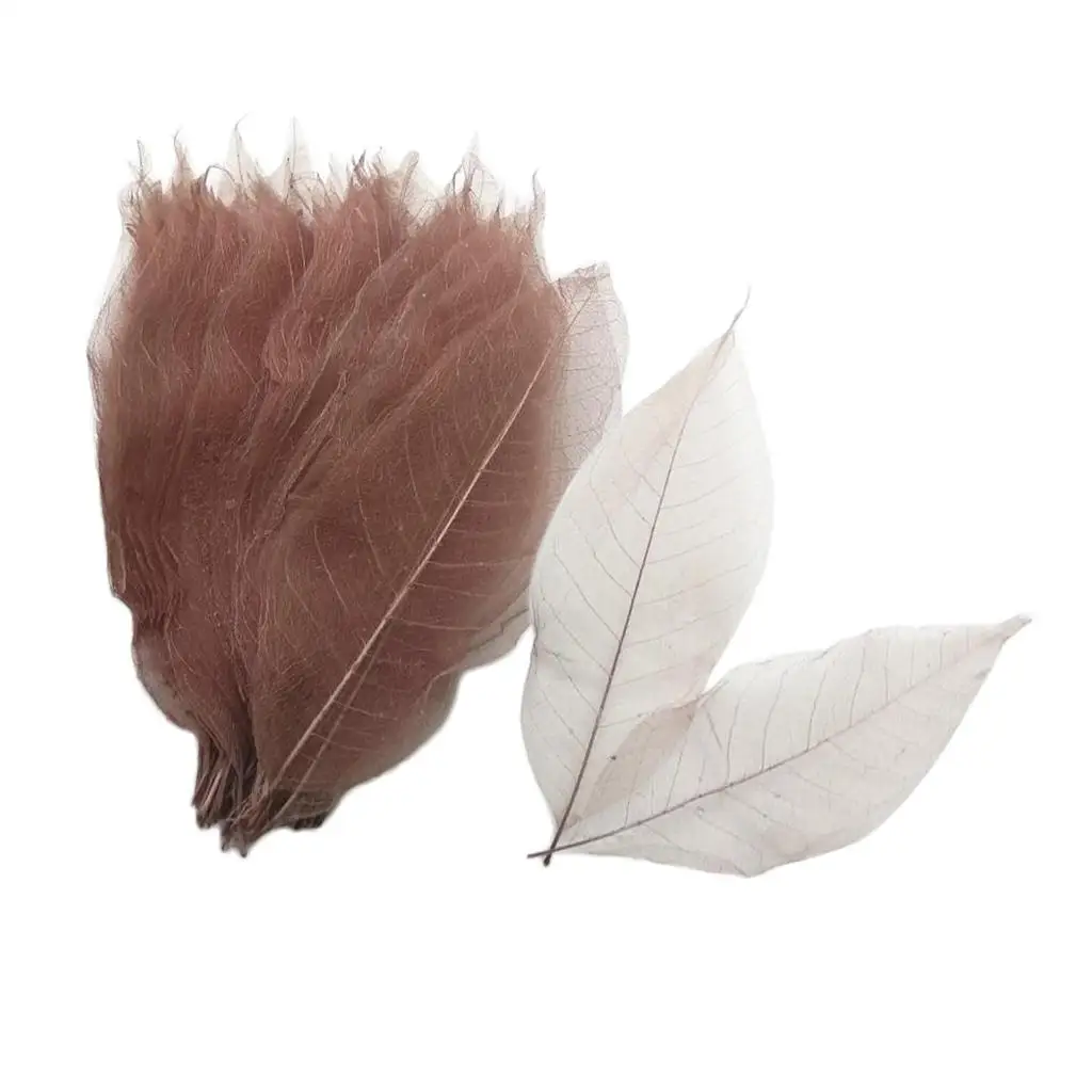 100 Pieces Dried Magnolia Skeleton Leaves Scrapbook Embellishment Bookmarks for resin Ornament Candle Soap Making Craft