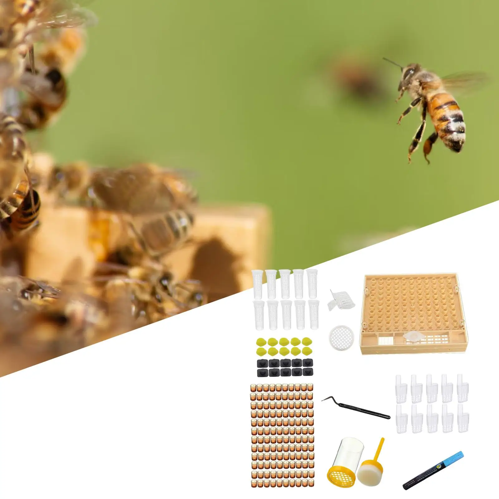 Bee Queen Rearing Grafting Productive Cells for Apiculture Convenient