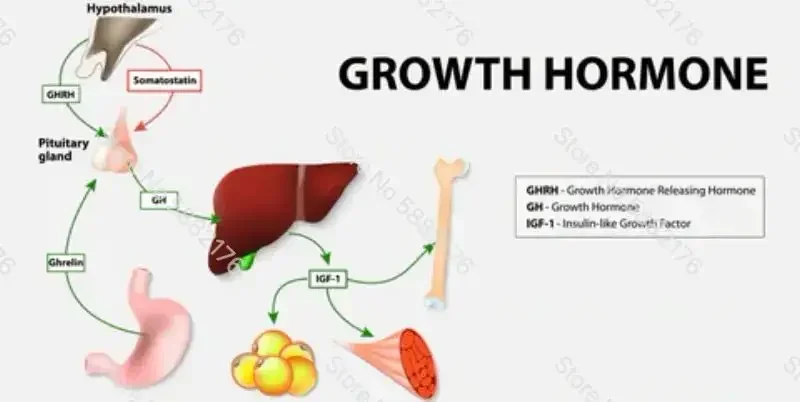 Height Growth Hormone Enhancer Plaster Grow Taller Foot Patch Bone Strength Calcium Vitamin D Supplements for Adults and Teen