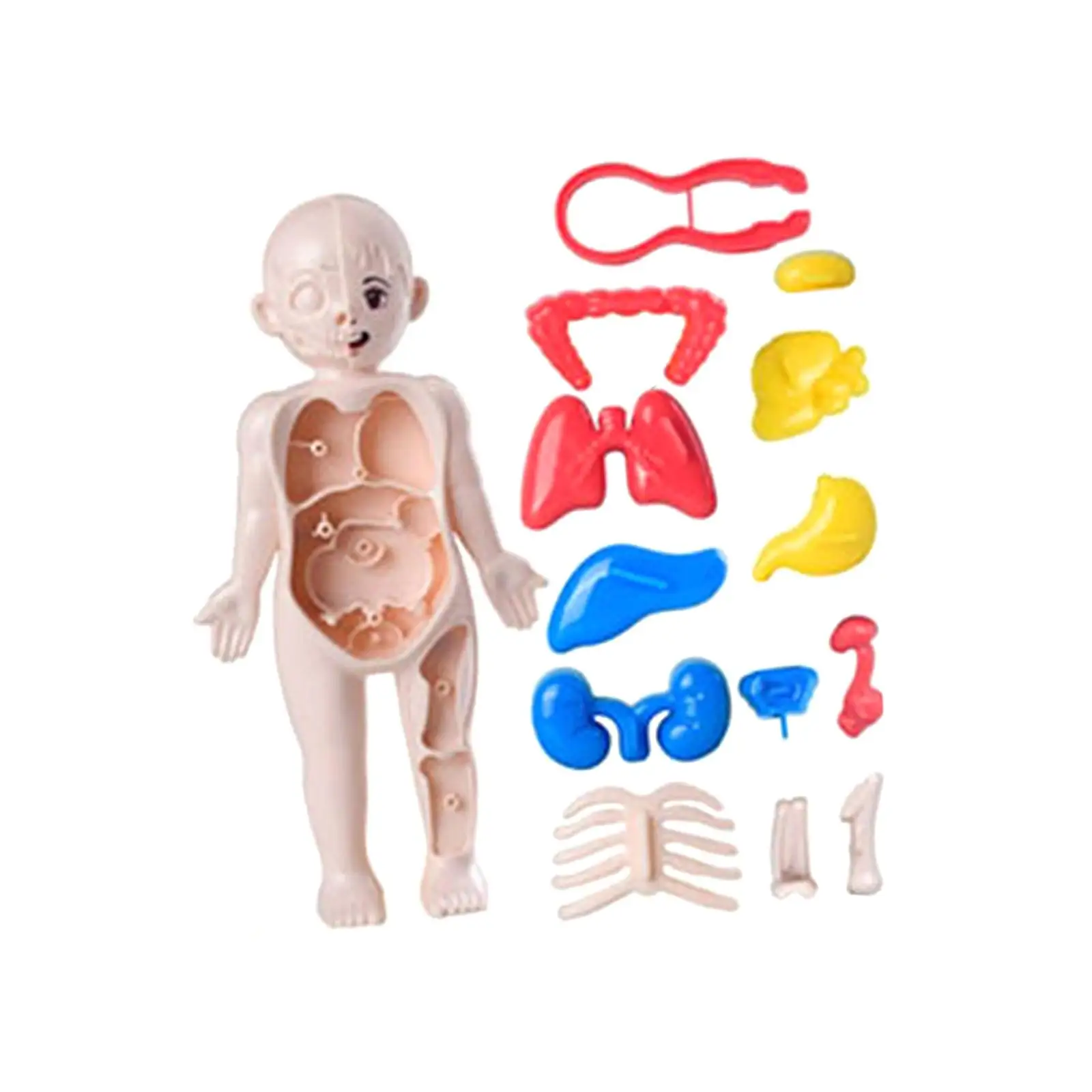 Human Body Puzzle Teaching Play Set for Kids Child Teaching Tool