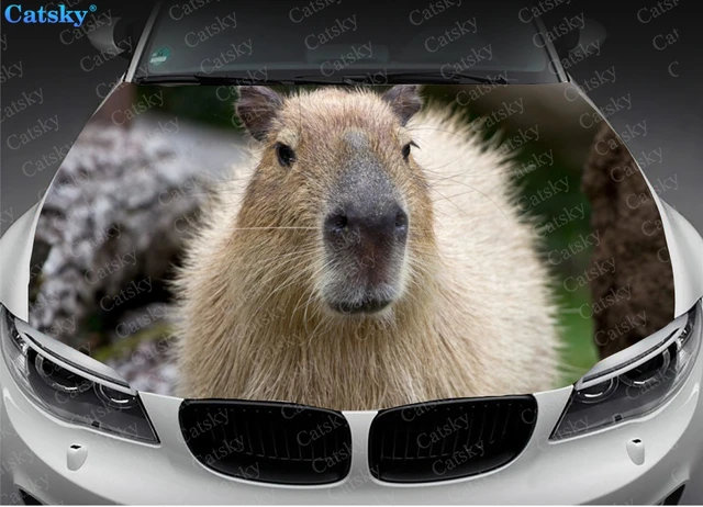Azeeda 'Capybara' Autofensterschild Mit Saugnapf (CG00010465) : :  Auto & Motorrad