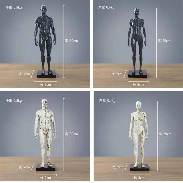 11inch Resin Female Human Body Musculoskeletal Anatomical Model CG Painting  Sculpture 1:6 White