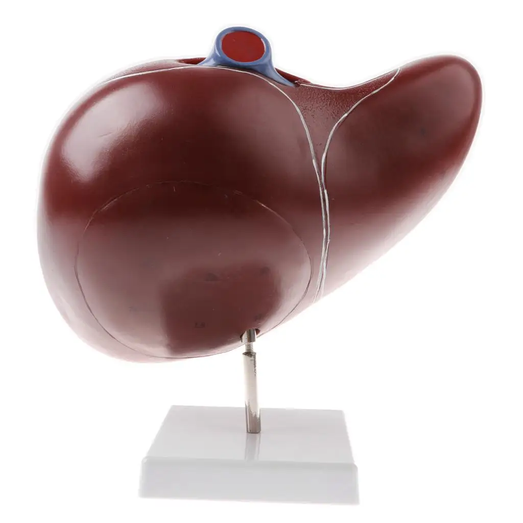 Magnified 1.5x Highly Detailed Human Liver Normal Model Educative Science Toy Learning Tool