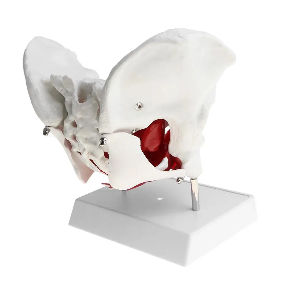 Professional 1:1 Human Female Pelvis Skeleton Floor Muscles Model