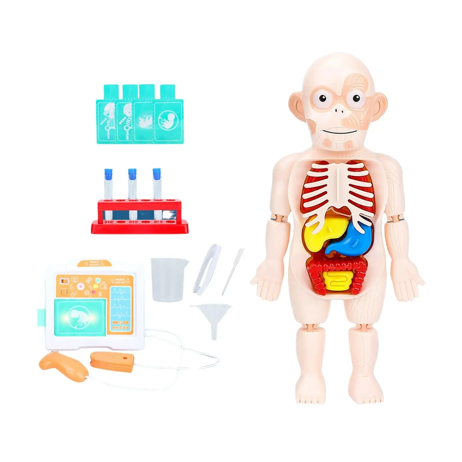 Human Body Model Development Toy Learning Activities Practical for Classroom