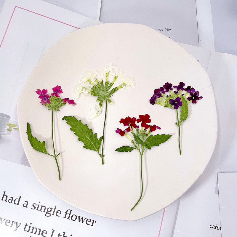 12 Stück/5-8cm, Natürliche Gepresste Kirschblüten DIY Manuelle Fotorahmen Lesezeichen Grußkarten Aromatherapie-Kerzen Nageldekoration – Detail 2