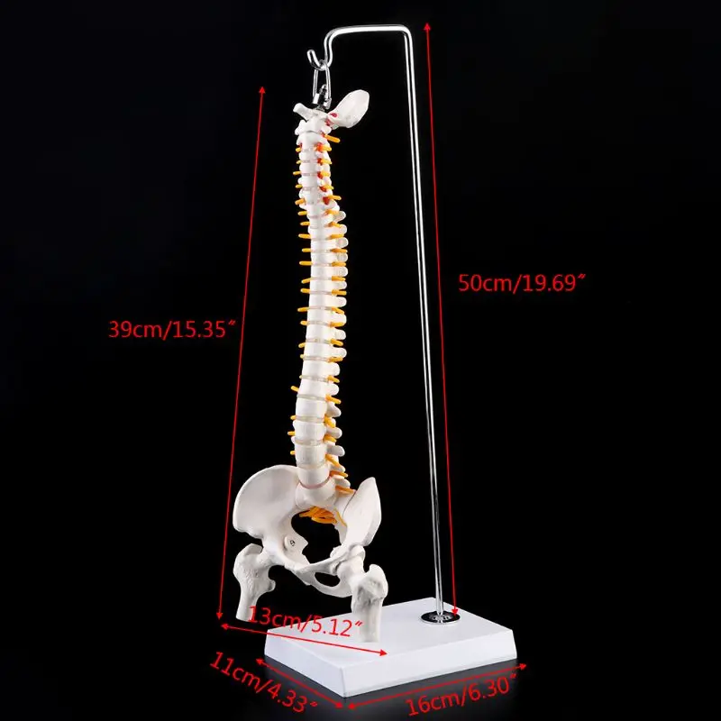 humana flexível da coluna vertebral humana 45cm