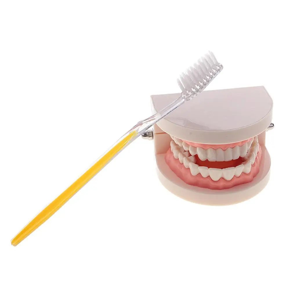 Artificial Human Mouth  Teeth Model With Toothbrush Teaching Tools