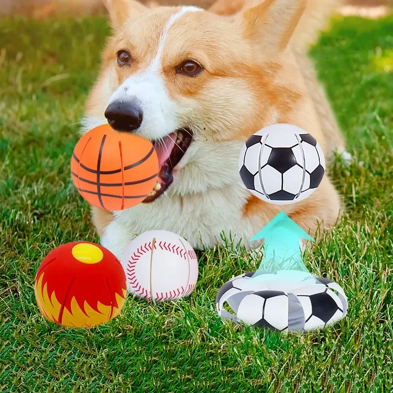 A Corgi lying on grass, holding an orange ball in its mouth, surrounded by four other balls: a basketball, a soccer ball, a flaming ball, and a Flying Saucer for Outdoor Training and Play by The Stuff Box.