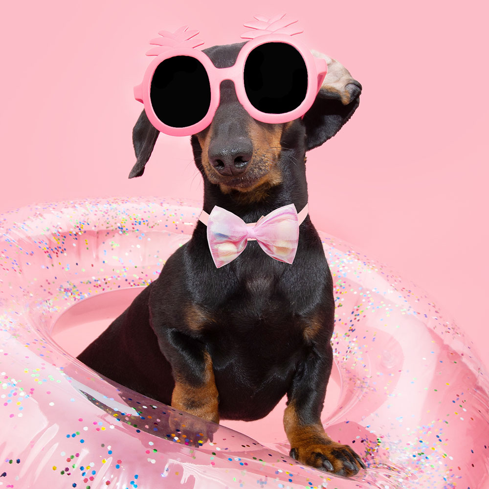 50PCS Lace Bow Ties for Small Dog Adjustable Dog Collar Cat Collar Cute Pompoms Bowties for Puppy Dog Grooming Accessories