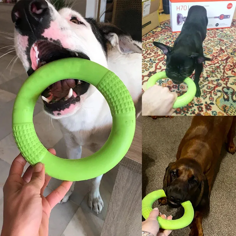 La imagen es un collage de cuatro fotografías que muestran perros interactuando con un frisbee verde. En la foto superior izquierda, un perro sostiene el frisbee en la boca, aparentemente listo para jugar.