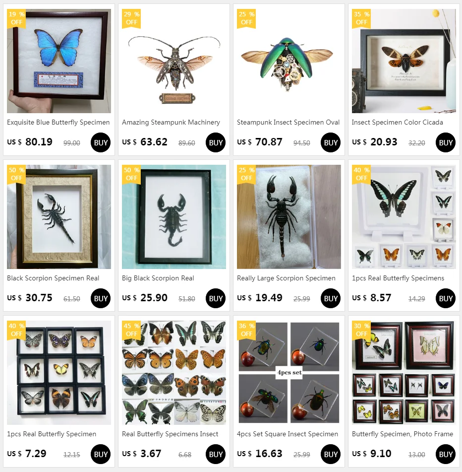 Multi-real Butterfly Specimen Colored Insects Dry Butterfly Making with Home Decor Frame Ornaments Desk Decoration Gifts