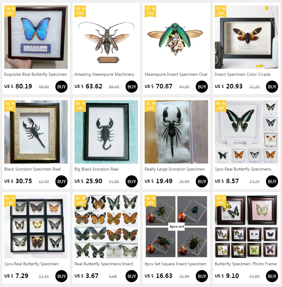 Various Scorpion Specimens Resin Sealing Ornaments Original Ecological Dry Scorpion Frame Binding Collection for Home Decoration