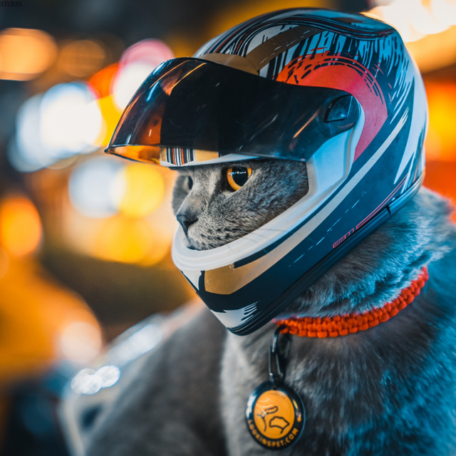 cat shaped motorcycle helmet Moto Loot Cover for Helmet, Fun Rides and Gifts (Cover Only. Helmet Not Included) Enhance your motorcycle helmet with a trendy cat helmet cover from Ubuy Italy Cute Cat Motorcycle Helmets Keep