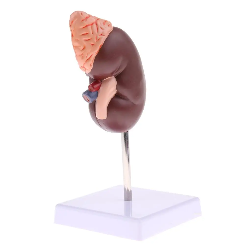Lifesize   Gland Model with Stand, Human  Model, Science KIt