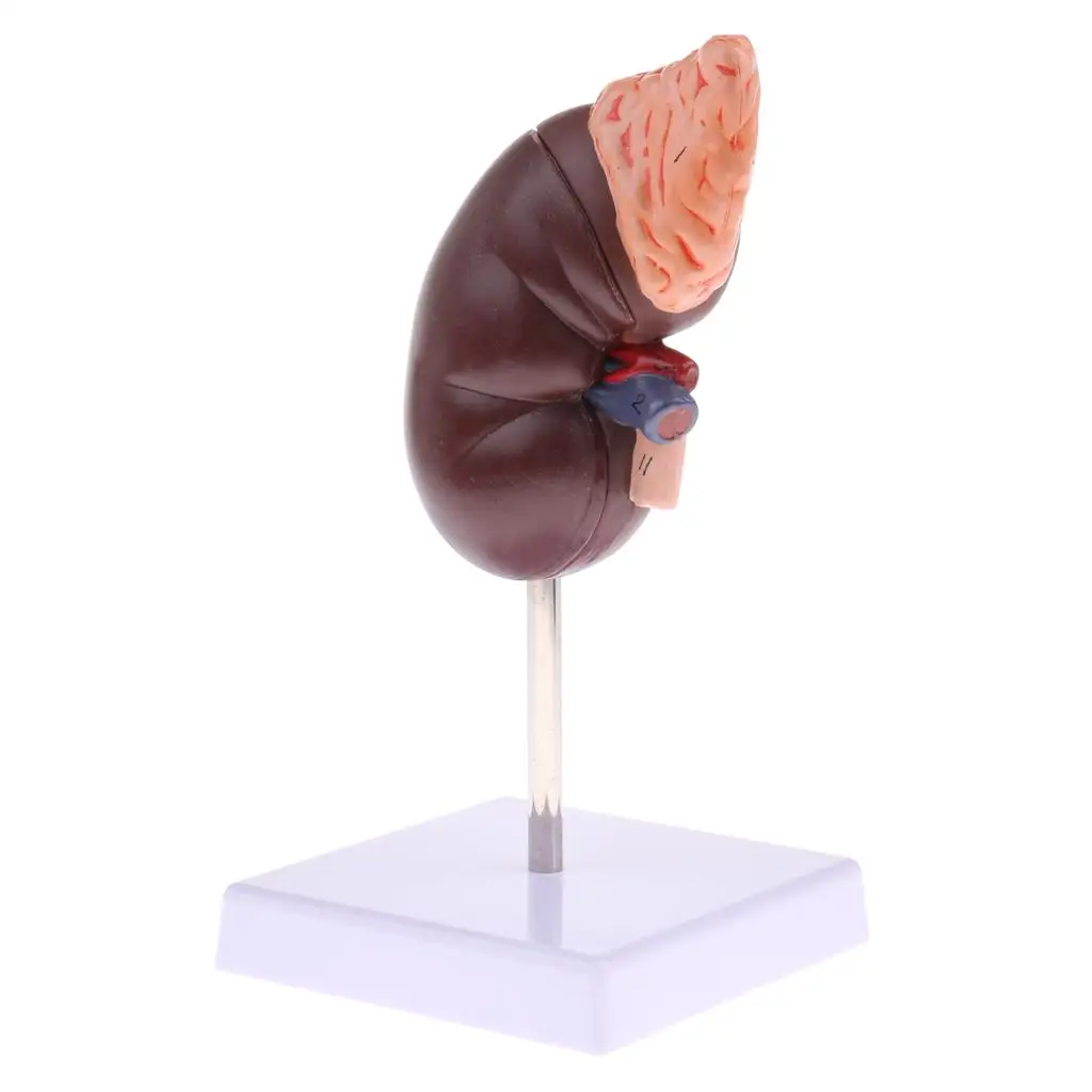 Lifesize   Gland Model with Stand, Human  Model, Science