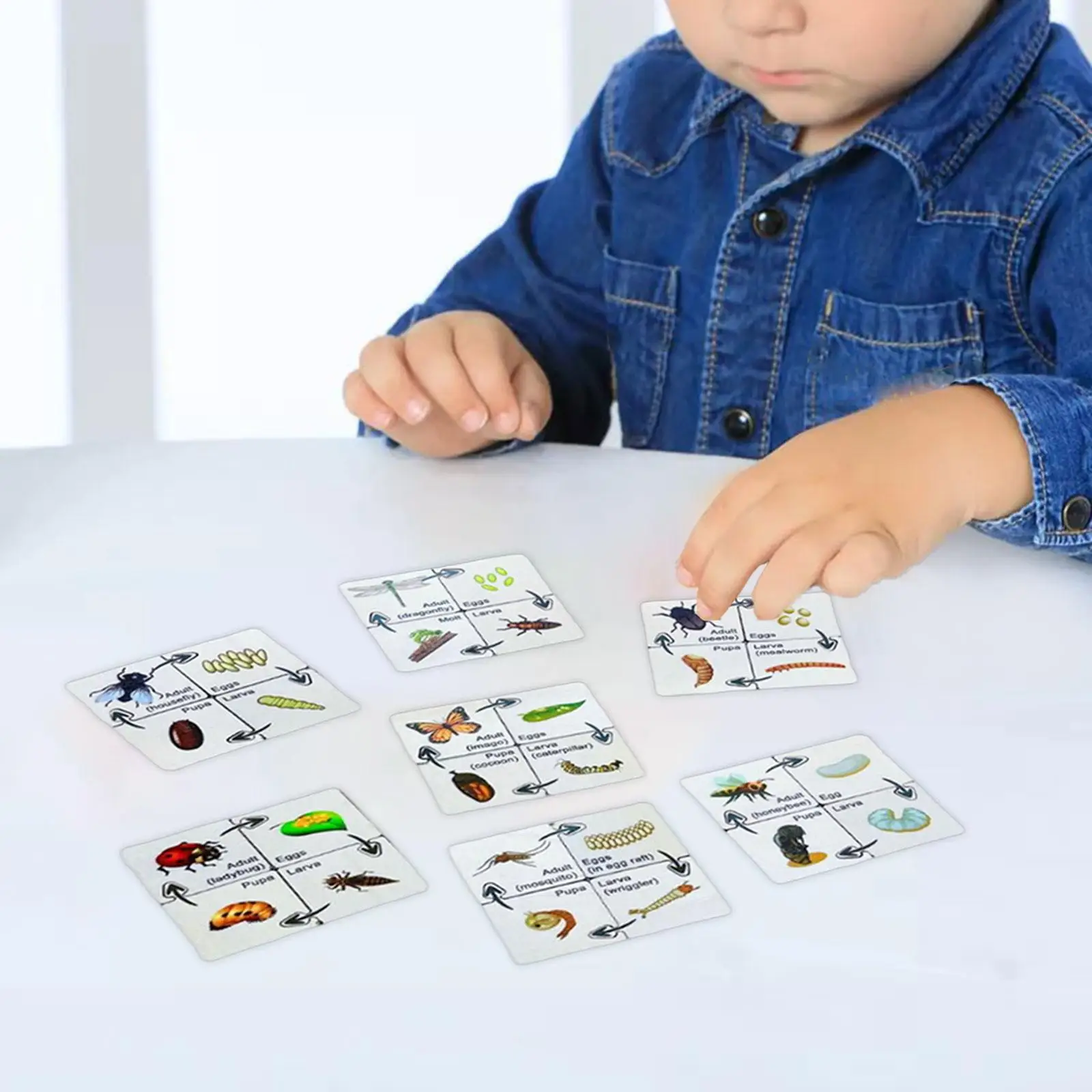 Life Cycle Puzzle Teaching Aids Educational Party Favors for Daycare Family