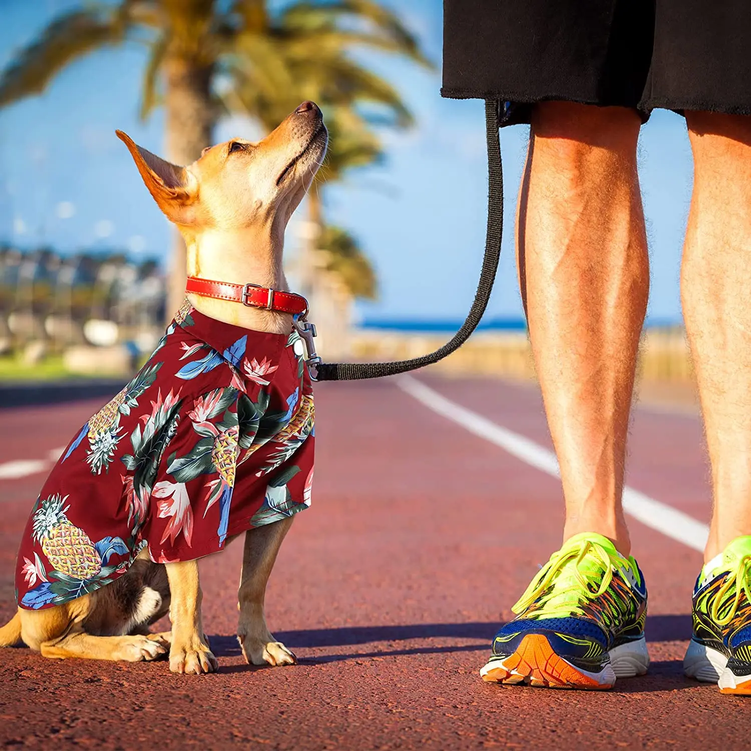 can a man outrun a dog