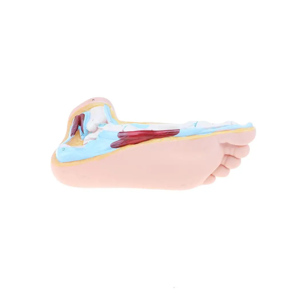 1:1 Lifesize Human Normal Foot Model with Ligaments Bones Muscles Anatomical