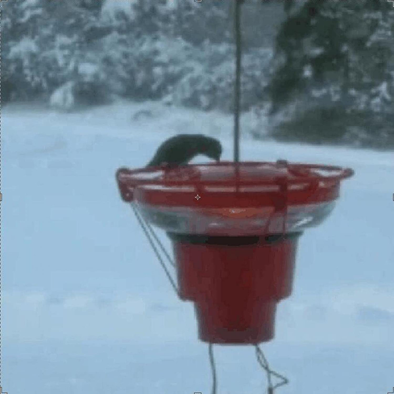 Title 7, Heated Hummingbird Feeders For Outdoors Warmer ...