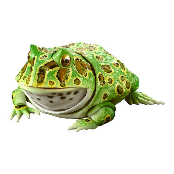 Gashapon Capsule Toy Action Figure Animal Frog Tumbler Toad Ornament  Breviceps Adspersus Model Doll Toy Ornaments Gift For Child - Action  Figures - AliExpress