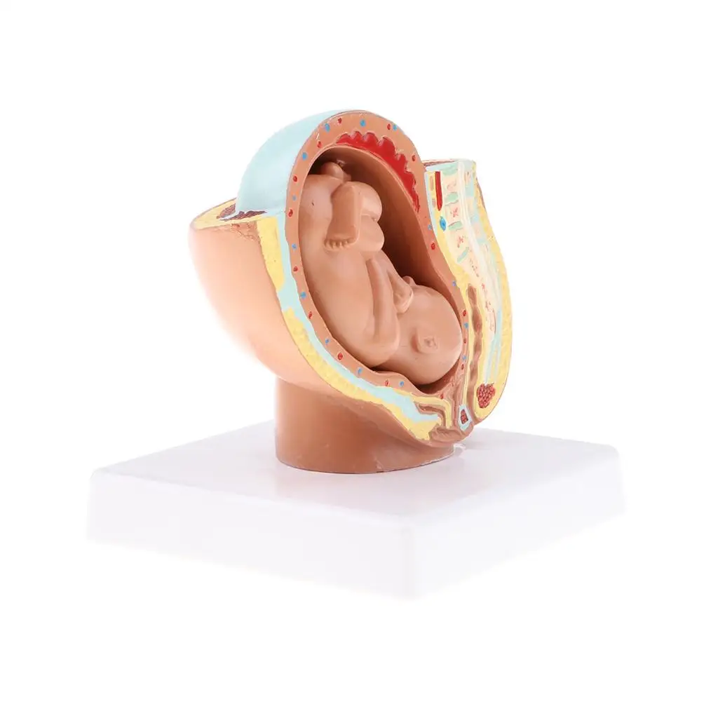  Human Fetus Model (9th Month), Human Fetal Development Model, School Teaching Tool, Nursery 