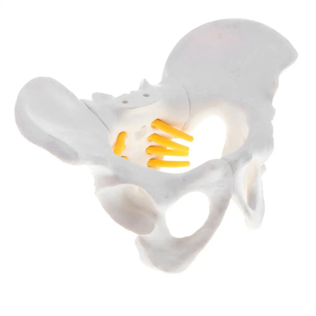  Anatomy Teaching Model - Small Size Female Pelvis Skeleton Model