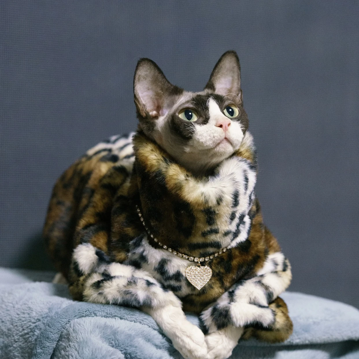 The Meow Boss'  Be Extra with Our Luxury Designer Cat Clothes –  Meowgicians™