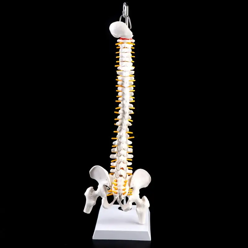 Modelo anatômico Anato da curva lombar vertebral